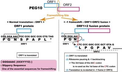 Roles of retrovirus-derived PEG10 and PEG11/RTL1 in mammalian development and evolution and their involvement in human disease